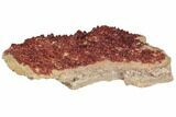 Plate of Ruby Red Vanadinite Crystals - Huge #196366-3